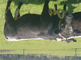 1 MSA  Speckle Park Bull