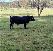 1 MSA  Speckle Park Bull