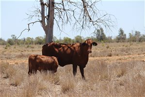 200  Ultrablack X Droughtmaster Cows & Calves