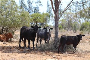 200  Ultrablack X Droughtmaster Cows & Calves