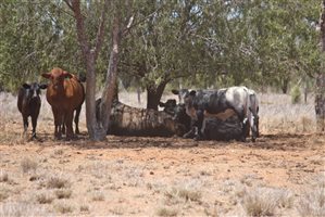 200  Ultrablack X Droughtmaster Cows & Calves