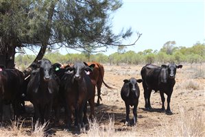 200  Ultrablack X Droughtmaster Cows & Calves