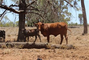 200  Ultrablack X Droughtmaster Cows & Calves