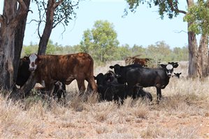 200  Ultrablack X Droughtmaster Cows & Calves
