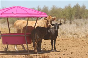 200  Ultrablack X Droughtmaster Cows & Calves