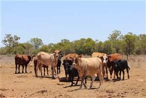 200  Ultrablack X Droughtmaster Cows & Calves