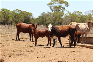 200  Ultrablack X Droughtmaster Cows & Calves