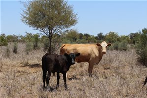 200  Ultrablack X Droughtmaster Cows & Calves